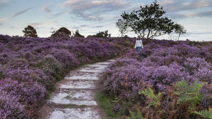 A woman walking through the heather at Dunwich Heath, with the heather in bloom